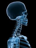 human x-ray skeleton