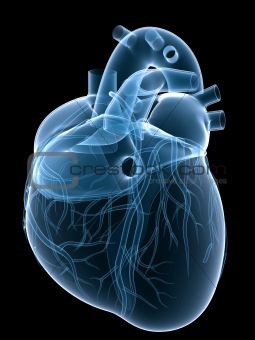 x-ray heart