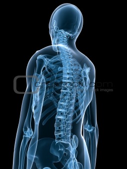 human x-ray skeleton
