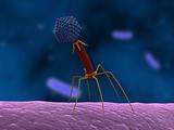bacteriophage attacking bacteria