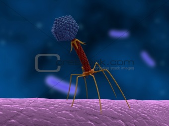 bacteriophage attacking bacteria