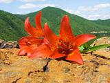 tiger lily on stone