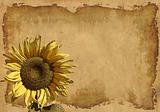 Grunge background with a sunflower