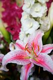 Stargazer Lily and others