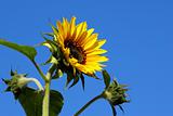 Bright fresh sunflower with buds