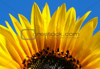 close up shot of bright sunflower with dew drops