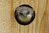 Female Tree Swallow In A Nest Box