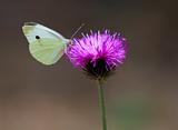 Butterfly On Thistle