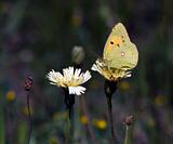 Butterfly - Clouded Sulphur