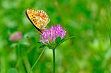 Butterfly Boloria On Clover