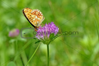 Butterfly Boloria On Clover