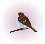 sparrow background