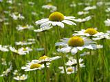 daisies meadow