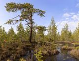The pine among a bog
