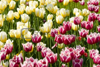 White-pink and white-yellow tulips