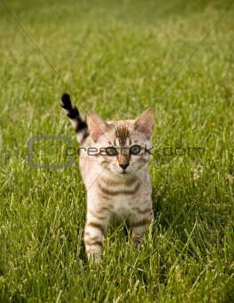 Bengal Kitten facing camera