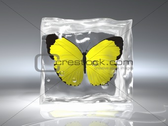 Frozen butterfly