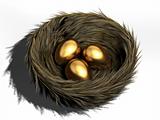 Egg in nest
