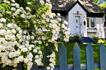 Blue fence with white flowers