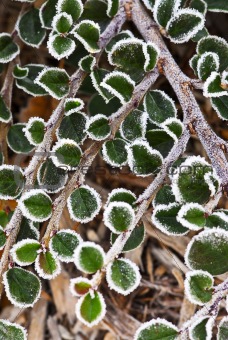 Frosty plants in late fall