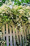 White fence with blooming shrubs