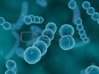 streptococcus