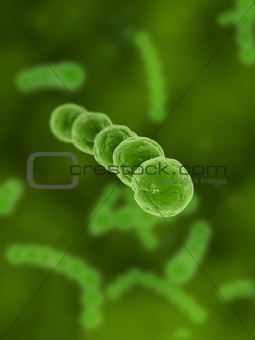 streptococcus
