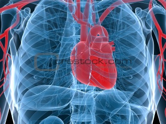 highlighted heart