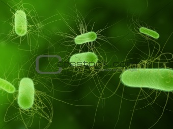 e.coli bacteria