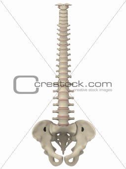 spine and pelvis