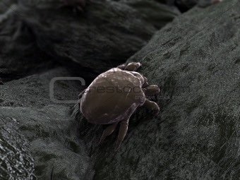 dust mite