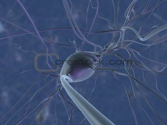 human nervecells