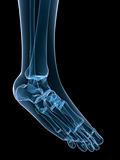 skeletal foot
