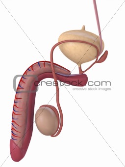 human penis anatomy