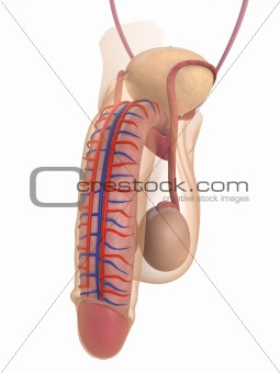 human penis anatomy