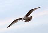 a flying gull
