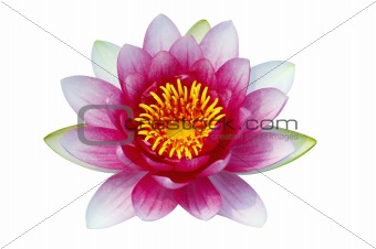 Isolated lotus
