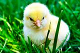 Chick on grass