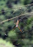 Ecuadorian Spider