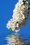 White flowers reflecting in water