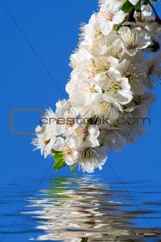 White flowers reflecting in water