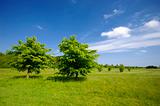 Trees on green field