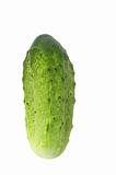 one fresh cucumber