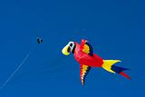 Parrot in the Sky