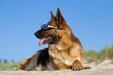 Sheep-dog laying on a sand beach with solar glasses