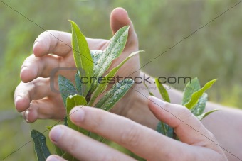 Male hands protecting a plant