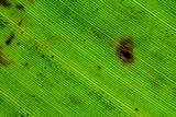 green palm leaf texture 