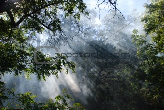 Sunlight Through Smokey Forest