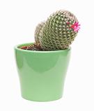 flowering cactus, isolated
