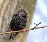 starling rests on the branch of tree